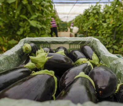 Hortyfruta advierte de la «inestabilidad» en el mercado del calabacín, la berenjena y el tomate liso