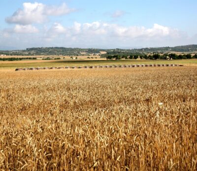 Productores de venta directa apoyan la ley agraria y niegan que permita proliferación de puntos comerciales en rústico