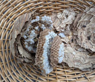 Rural.- Asturias defiende su modelo de lucha contra las avispas velutinas