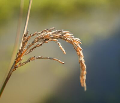 Agro.- La FCAC prevé que la cosecha de arroz aumentará un 4,4% «en un escenario de normalidad»
