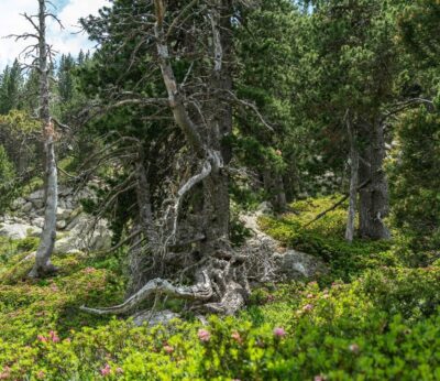 Agro.- El Govern presenta un proyecto para decidir cómo gestionar los bosques catalanes