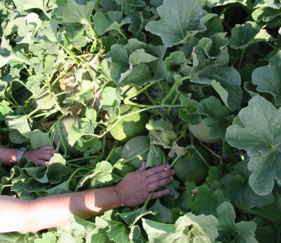 Consejo.- La Comunidad paga 24 millones en anticipos de la PAC a más de 8.000 agricultores y ganaderos