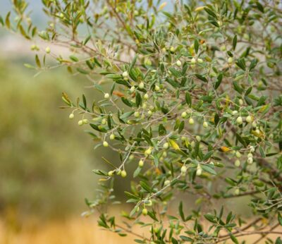 Agro.- Catalunya Regió Mundial de la Gastronomia 2025 dedica noviembre al sector oleícola