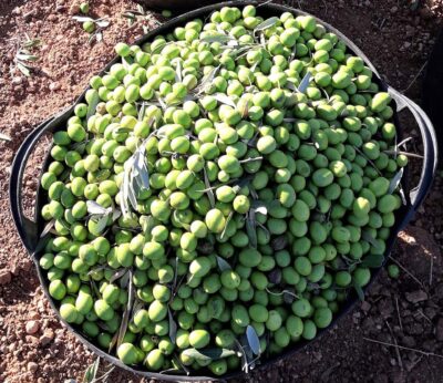 La Comunidad de Labradores y Ganaderos de Almendralejo anima a denunciar los robos de aceituna en el campo