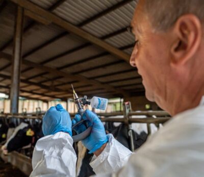 Agro.- El Govern inicia la vacunación de 370.000 animales para la DNC en nuevas zonas de Catalunya