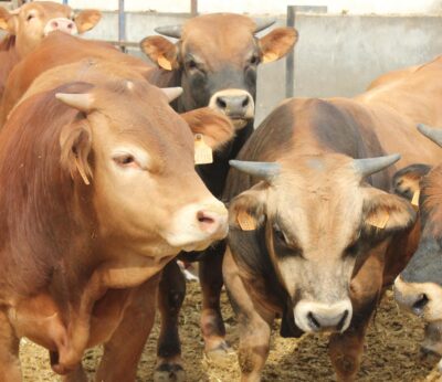 Aragón dispondrá de 80.000 vacunas para proteger la cabaña bovina aragonesa frente a la dermatosis nodular contagiosa