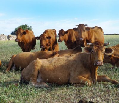 El Govern toma medidas cautelares frente a la dermatosis nodular contagiosa