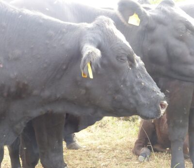 Las organizaciones agrarias cántabras confían en que las restricciones por la Dermatosis Nudular se levanten pronto