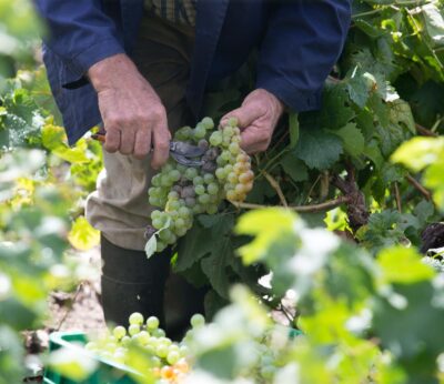 El plazo para asegurar la campaña 2026 de uva de vino arranca este sábado