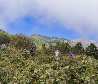 Tenerife, una isla con sabor a vino