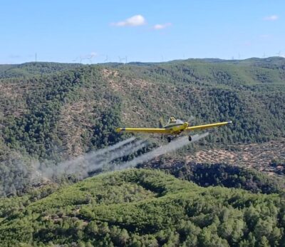 Agro.- Catalunya trata 17.500 hectáreas de pinares para controlar la plaga de procesionaria del pino