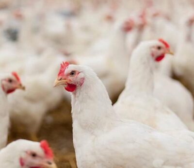 Rural.- Confinadas desde este lunes las gallinas de unos 40 municipios gallegos por la gripe aviar