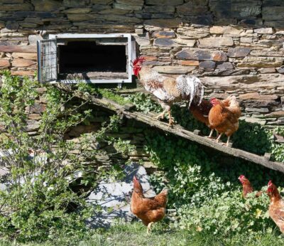 El Gobierno confina desde hoy aves de corral en 99 municipios extremeños para no propagar la gripe aviar