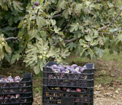 Agro.- Mercadona compra 800 toneladas de higos en Catalunya, el doble que en 2024