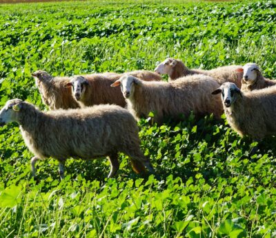 El Govern declara las islas de Ibiza y Formentera como zonas afectadas por el serotipo 3 de lengua azul