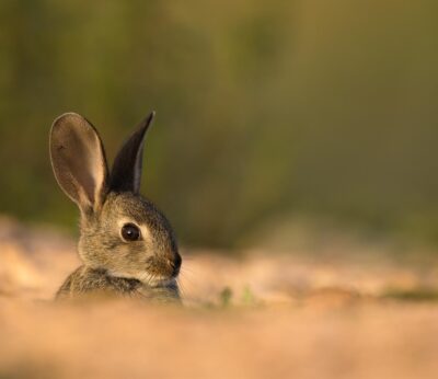 Castilla-La Mancha y Asiccaza impulsan la comercialización de la carne de conejo silvestre
