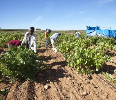 El Gobierno aragonés convoca subvenciones por 2 millones de euros para acelerar la transformación del sector del vino