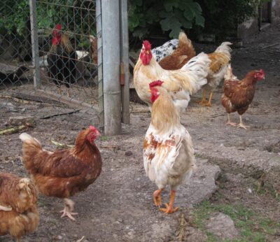 Rural.- El Gobierno lanza un mensaje de «tranquilidad» y trabaja con el sector por los casos de gripe aviar