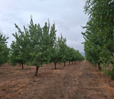 Asaja rechaza el traspaso de competencias a los Consells porque «solo introduciría más complejidad administrativa»