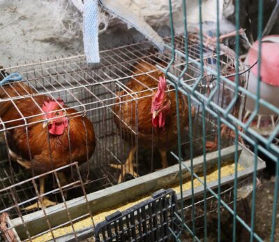 Economía.- El Gobierno lanza un mensaje de «tranquilidad» y trabaja con el sector por los casos de gripe aviar