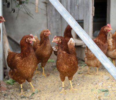 UPA apela a la «tranquilidad» en el sector avícola y pide evitar movimientos especulativos en los precios