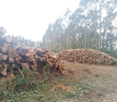 Rural.- A subasta por 94.000 euros el aprovechamiento de madera del monte Loma de Tamallanes y La Llama, en Tineo