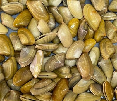 Cerrado el marisqueo de coquinas en todas las zonas de producción del golfo de Cádiz por escasez de recurso