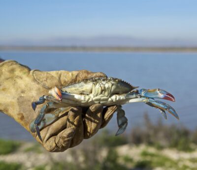 Cádiz.-Andalucía regula hasta 2027 el marisqueo del cangrejo azul a pie o desde embarcación en el Golfo de Cádiz