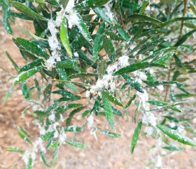 Jaén.- PSOE califica de «miseria» las ayudas de la Junta contra el algodoncillo