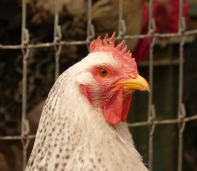 Barrachina afirma que no hay positivos por gripe aviar en las granjas de la Comunitat Valenciana