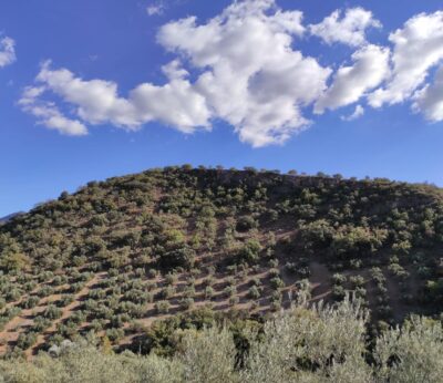 Córdoba.- Asaja pide al Gobierno que las ayudas a viña y olivar por sequía lleguen «a todos los agricultores» afectados
