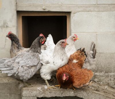 Rural.- VÍDEO: El Gobierno amplía el confinamiento de aves de cría a todas las granjas de España por la gripe aviar