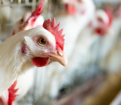 Baleares continúa sin confinar las aves de corral frente a la gripe aviar y mantiene las medidas en zonas de riesgo