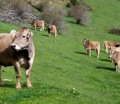 Cantabria vuelve a permitir ventas de ganado dentro de la región y salida de terneros de menos de un año