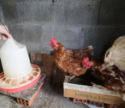 Rural.- La Xunta espera que confinar a gallinas sirva para evitar la gripe aviar en «un momento de fuertes migraciones»