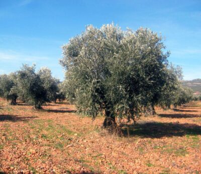 Guardia Civil pone en marcha su plan para evitar robos de aceituna y aceite en Ciudad Real, que se extenderá hasta marzo