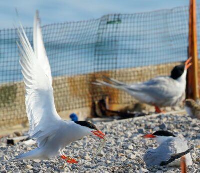Se elevan a cuatro los casos de gripe aviar en Cantabria tras detectar uno en un charrán