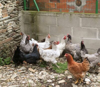 Baleares extiende a todos los municipios las medidas de protección frente a la gripe aviar