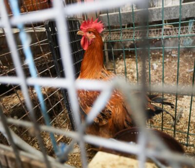 Sacrificadas 2,5 millones de gallinas tras notificarse 14 focos de gripe aviar en España