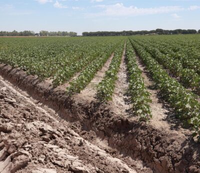 La CHG prevé «a priori» una próxima campaña de riego «optimista» con recursos «más favorables que en años anteriores»