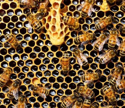 Agro.- La FCAC alerta de que la campaña de miel alcanzará el 65% de la producción media