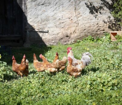 Asaja alerta que la gripe aviar puede tensionar «todavía más» el mercado de huevos en Baleares