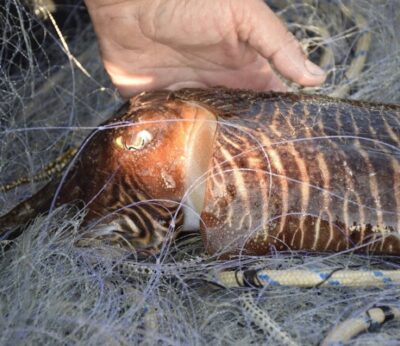 Agro.- Se mantiene la veda a la pesca de sepia por segundo año para garantizar su conservación