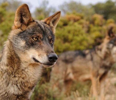 Ecologistas en Acción asegura que permitir la caza del lobo «extinguirá su especie»