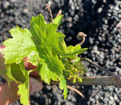Agricultura comienza las primeras prospecciones para detectar filoxera de la vid en Lanzarote