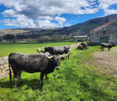 El Gobierno destina más de 200.000 euros en ayudas para el cebo de terneros macho de las razas bovinas autóctonas