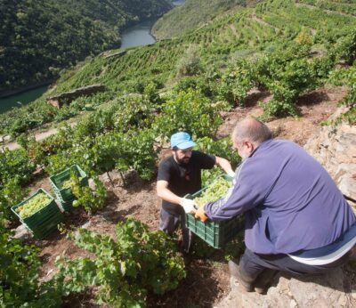 Consello.- La vendimia concluye en Galicia con casi 76 millones de kilos de uva recogida, la tercera más abundante
