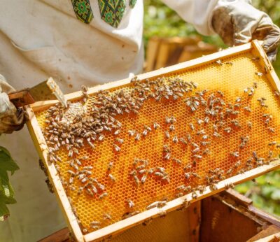 Rural.- El sector apícola alerta de «una de las peores crisis» y denuncia «fallos administrativos»