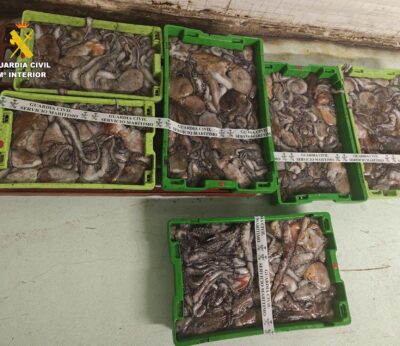 Pesca.- Intervenidos más de 150 kilos de pulpo en el puerto de A Coruña