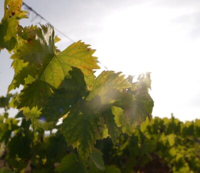 Agro.- El sector vitivinícola catalán organiza una jornada para debatir sobre los retos del sector